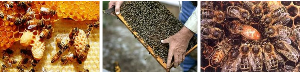 Помощь слабым и безматочным пчелиным семьям